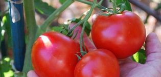 Eigenschaften und Beschreibung der Tomatensorte Doll Masha