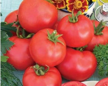 What are standard tomatoes, the best varieties for open ground and greenhouses