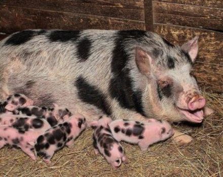 How much a pregnant pig walks and what the timing depends on, how to determine