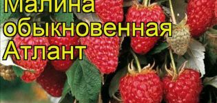 Description et caractéristiques de la variété de framboises Atlant, plantation et reproduction