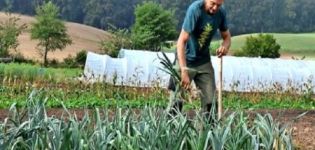 Wann müssen Sie im Jahr 2020 Zwiebeln nach dem Mondkalender für die Lagerung ernten?