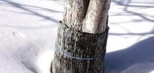 Comment bien préparer les jeunes pommiers pour l'hiver et pourquoi la couverture, les matériaux et le guide étape par étape