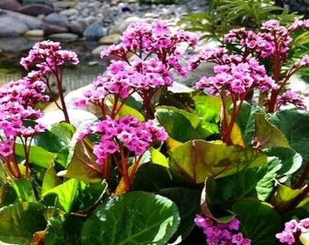 Plantation et entretien du badan en plein champ, description des variétés et des espèces
