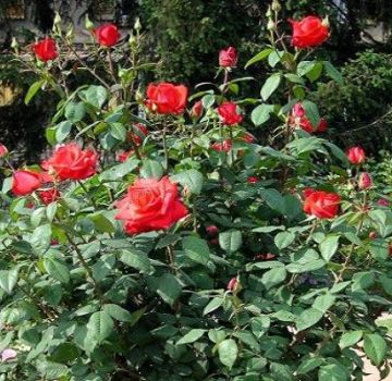 Description et caractéristiques de la variété de rose Corvette, culture et reproduction