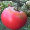 Description et caractéristiques de la variété de tomate Pink Rise F1