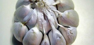 Comment l'ail de printemps diffère de l'ail d'hiver et lequel est préférable de conserver