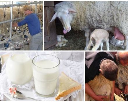 Combien de lait les brebis donnent-elles par jour et ses avantages et inconvénients, quelles races ne peuvent pas être traites