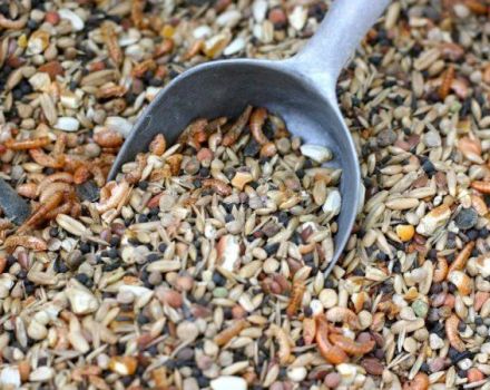 Wie man Mischfutter für Schweine mit eigenen Händen zu Hause macht, Zusammensetzung und Proportionen