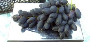 Description et rendement du cépage Velika, principales caractéristiques et histoire