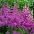 Beschreibung und Eigenschaften der Astilba-Sorten Amethyst, Pflanzung und Pflege