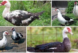 Indo-canard et canard musqué sont les mêmes ou pas, les différences et ce qui est mieux