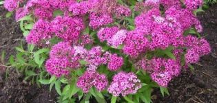 Beschreibung der Sorten japanischer Spirea, Pflanzung und Pflege auf freiem Feld