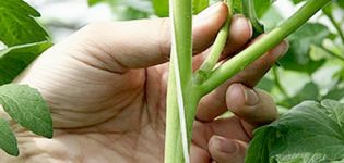 Wie man Tomaten auf freiem Feld und im Gewächshaus kneift