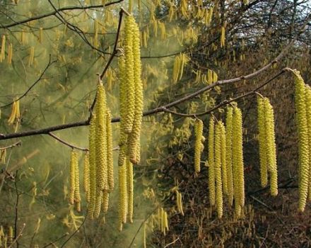 Merkmale des Pflanzens und der Pflege von Haselnüssen in Sibirien und Regeln für den Anbau von Haselnüssen