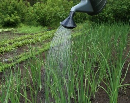 Comment arroser les oignons en plein champ correctement et souvent, quand arrêter d'arroser