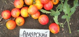 Eigenschaften und Beschreibung der Amur-Tiger-Tomatensorte