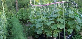 Wie man Gurken auf freiem Feld kneift