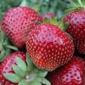 Quelles variétés de fraises est-il préférable de choisir pour la région de Moscou pour la culture en pleine terre
