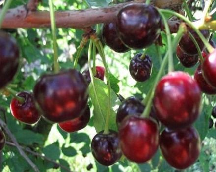Description de la variété et des caractéristiques des cerises en fruits Guirlande, plantation et entretien