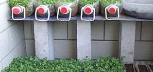 Merkmale des Züchtens von Tomatensämlingen in einer Plastikflasche auf Toilettenpapier