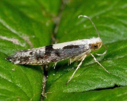 Varieties and methods of dealing with moths on an apple tree with drugs and folk remedies