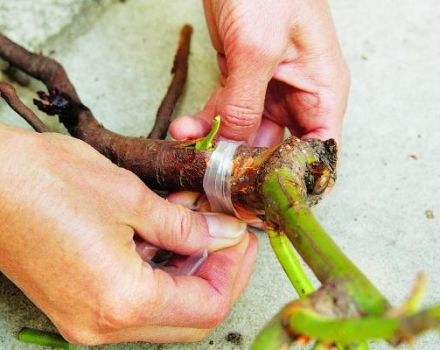 Instructions pour bien planter une rose sur une rose musquée à l'automne