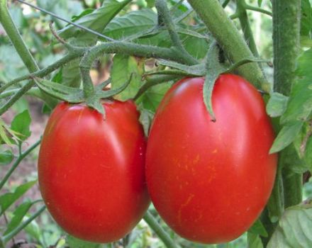 Beschreibung der Gloria-Tomatensorte und ihrer Eigenschaften