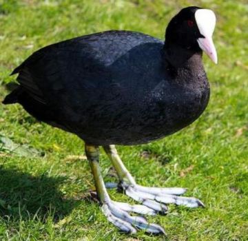 Noms et 5 variétés de canards noirs, lequel est préférable de choisir et comment garder