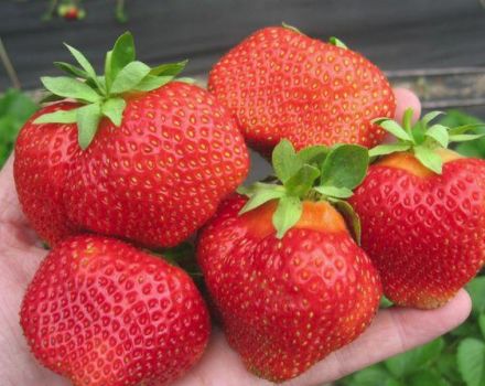 Caractéristiques et description des fraises Salsa, plantation et entretien