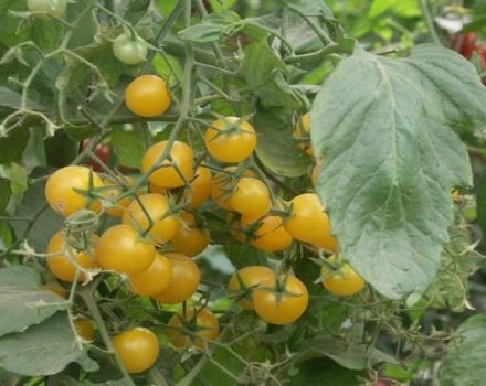 Description de la variété de tomate cerise jaune, caractéristiques de culture et de soins