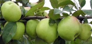 Caractéristiques de la variété de pomme Sokolovskoye, description des fruits, rendement et résistance à l'hiver