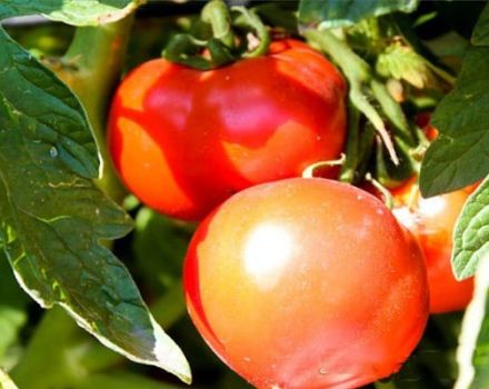 Description de la variété de tomate Bulat et de ses caractéristiques