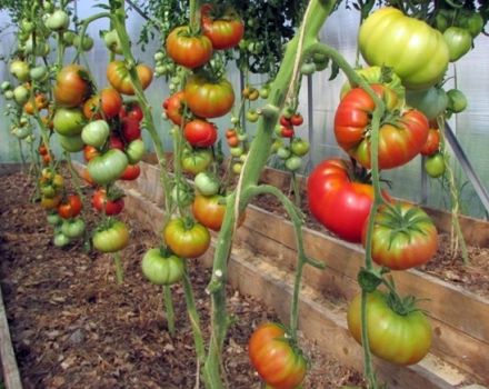 Eigenschaften und Beschreibung der Wildrosen-Tomatensorte, deren Ertrag