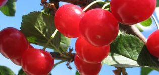 Description and characteristics of Meteor cherry varieties, its advantages and disadvantages