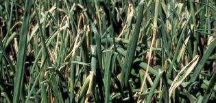 Comment traiter l'oïdium sur les oignons avec des remèdes populaires?