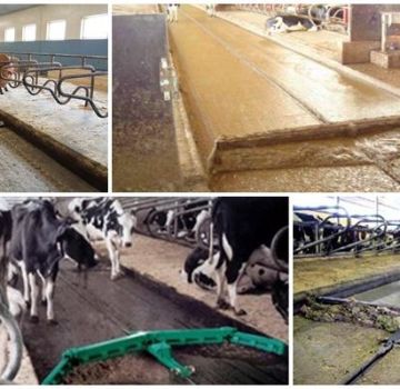 Systèmes d'élimination du fumier dans l'étable, 4 meilleures méthodes et traitement du fumier