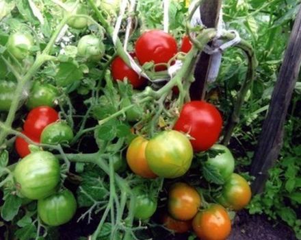 Description of the tomato variety Sugar mouth, its characteristics and yield