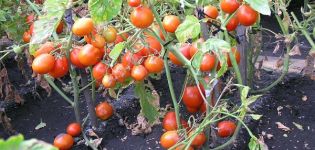 Beschreibung der Tomatensorte Kmicits, Pflege- und Ertragsmerkmale