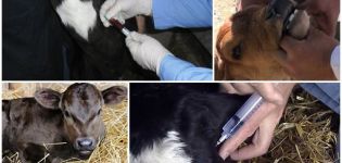 Causes de la toux chez un veau et comment la traiter à la maison