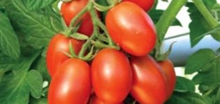 Description et caractéristiques de la variété de tomate Katenka F1