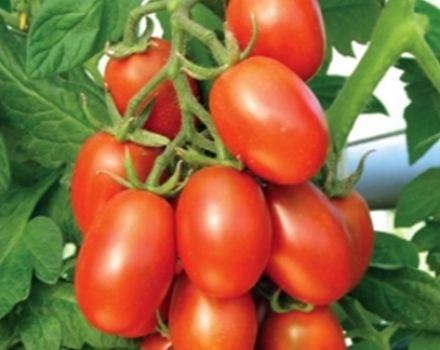 Beschreibung und Eigenschaften der Tomatensorte Katenka F1