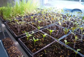 Comment préparer les graines de tomates pour la plantation de semis, le traitement et le trempage