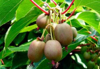 Pflanzen und Pflegen von Actinidia (Kiwi) in einem Gewächshaus, auf freiem Feld und zu Hause, wachsende Regeln