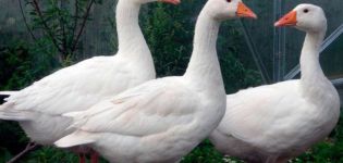 Description et caractéristiques des oies de la race Mamut, règles d'élevage et soins