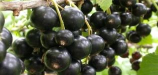 Description et caractéristiques de la variété de cassis Golubka, plantation et entretien