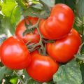 Caractéristiques et description de la variété de tomate de Sibérie à maturation précoce, rendement et culture
