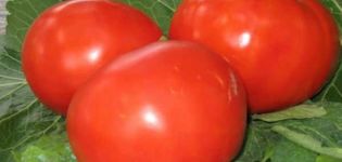 Description de la variété de tomate dodue, caractéristiques de culture et rendement