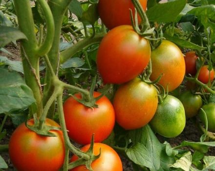 Description de la variété de tomate Drapeau, ses caractéristiques et sa productivité