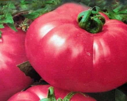 Description du thé à la tomate rose et caractéristiques de la variété