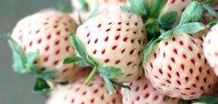 Description et caractéristiques de la variété de fraise Pineberry, culture et entretien